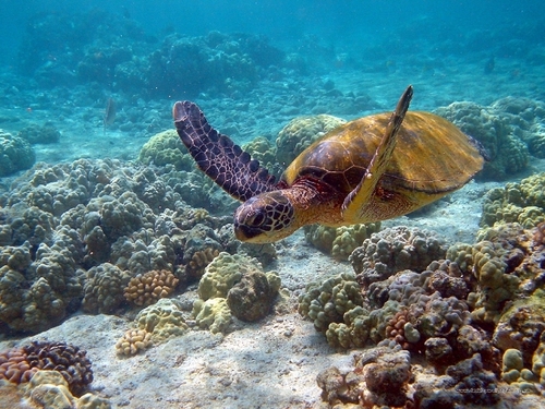  Sea schildkröte