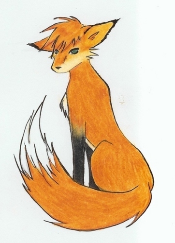  amine rubah, fox