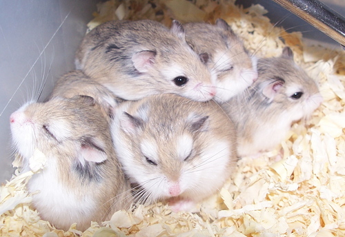  dwarf hamsters