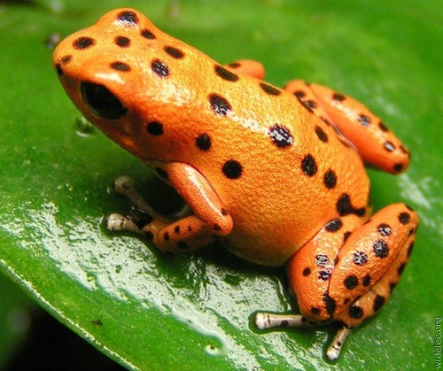  jeruk, orange frogs