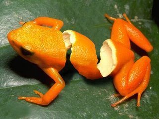  jeruk, orange frogs