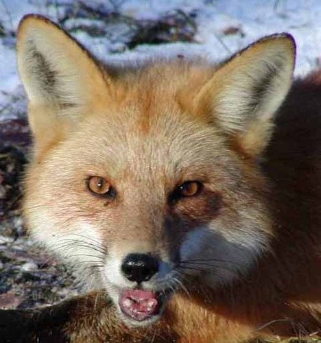  A smiling cáo, fox