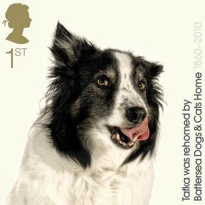  Border collie Stamp Collection