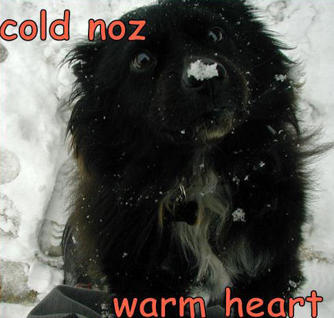  Cold Nose , Warm cœur, coeur !