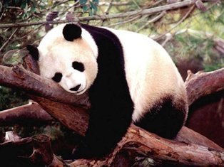  Precious Panda