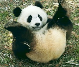  Precious panda