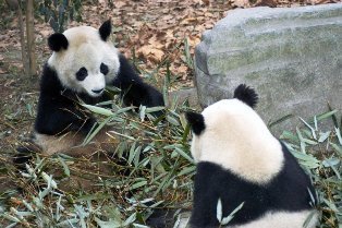  Precious 熊猫