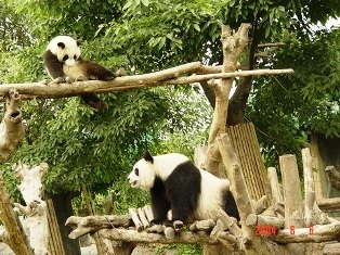  Precious Pandas