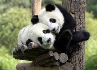  Precious Pandas