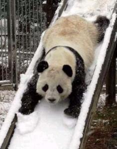  Precious panda