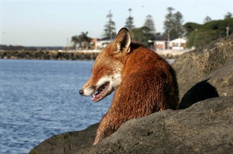  Sea rubah, fox
