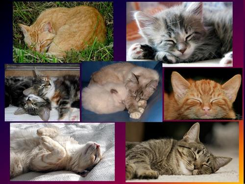 Sleeping cats collage