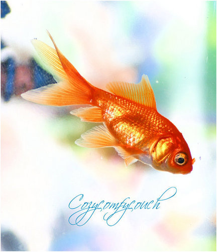 ♥Nat the goldfish♥