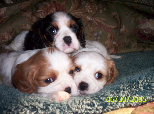 3-puppies...so nice!