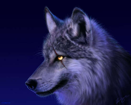  wolf Eye
