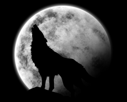  wolf Howl