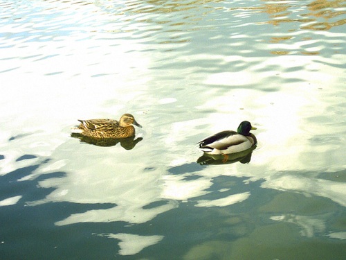  two ducks