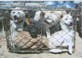  개 stuffed in cages
