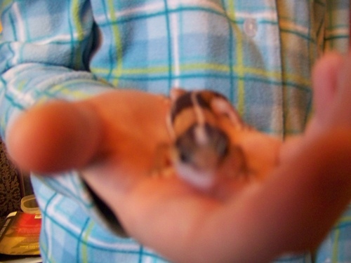  blurry pick of my gecko,taels