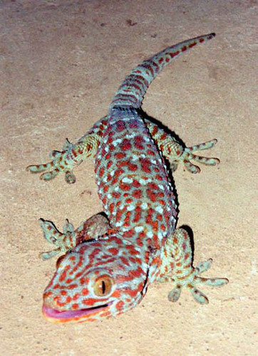  tokay gecko