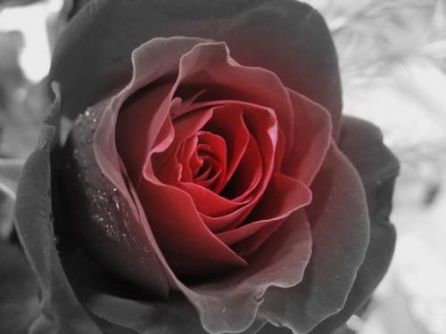  Black/Red Rose