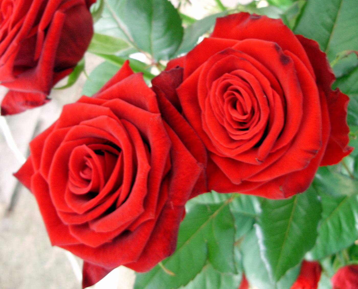 Red roses - Roses Photo (11353937) - Fanpop