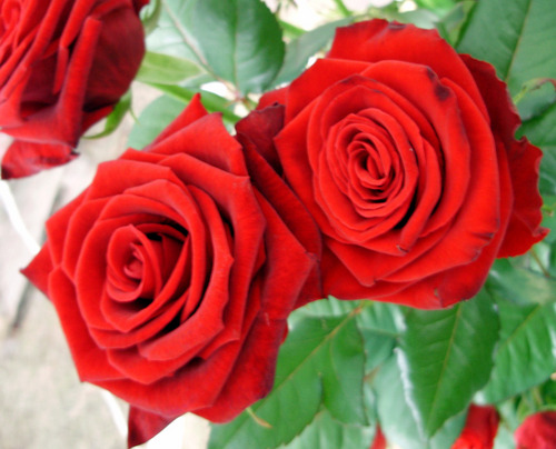 Red roses