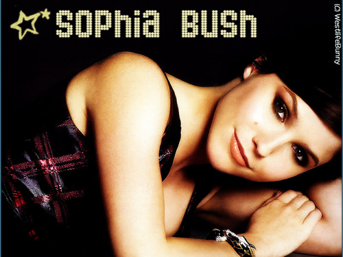  Sophia bụi cây, cây bụi, tổng thống bush