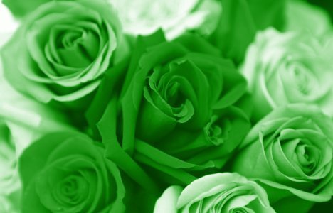  Green roses