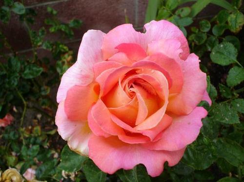  Pretty rosa, -de-rosa flores