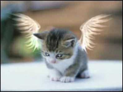  天使 cat