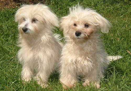 Maltese dogs