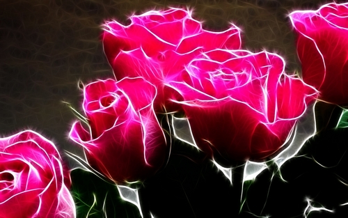  Hot rose roses