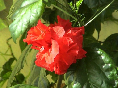  Red flores