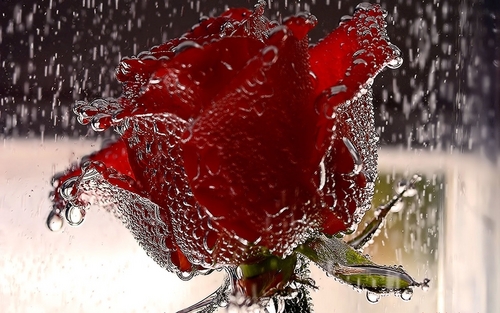  Red, Red Rose