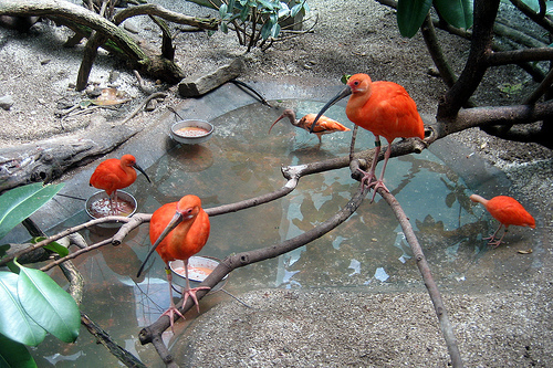  The Scarlet ibis, kwarara