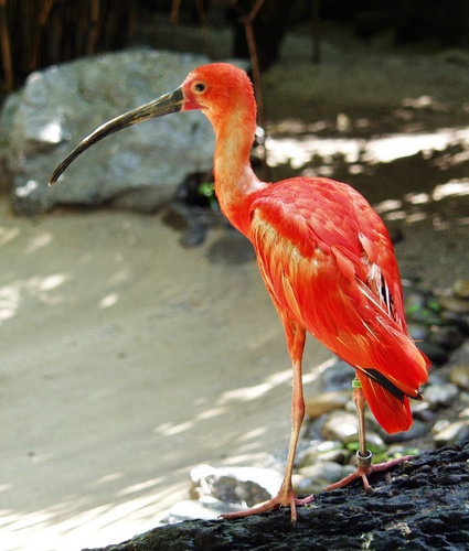  The Scarlet ibis, kwarara