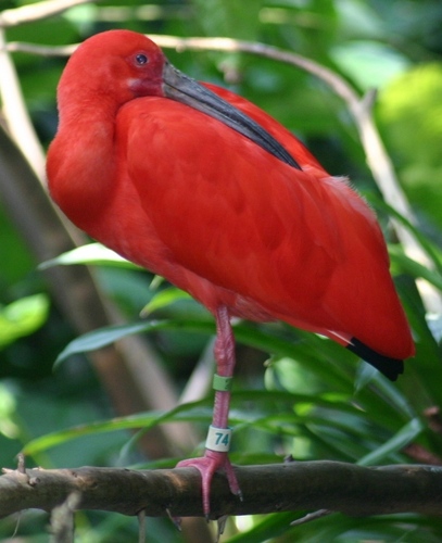  The Scarlet íbis, ibis