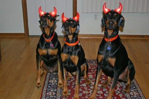 Devil cachorros , lol !!