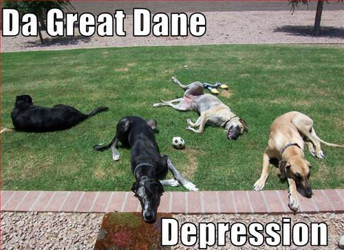  The Great Dane Depression !!