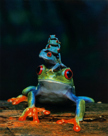  blue frog stack