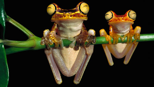  bug eyed frogs