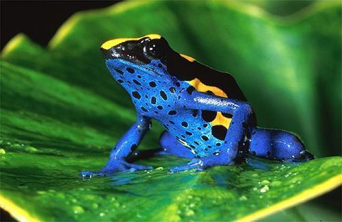  dyeing poison panah frog