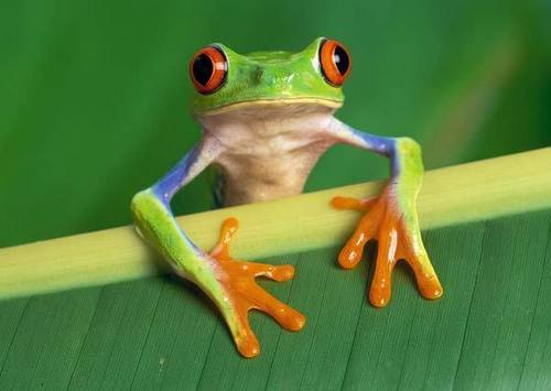  female red eyed पेड़ frog