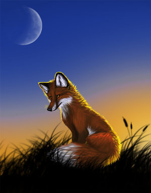  fox, mbweha lov