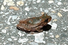 pinewood tree frog
