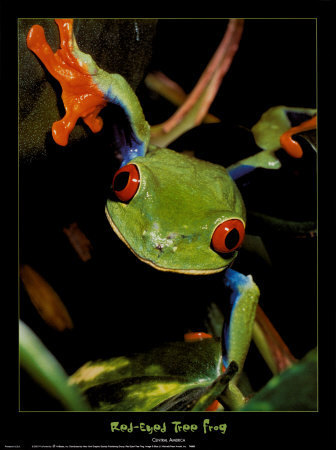  red eyed 树 frogs