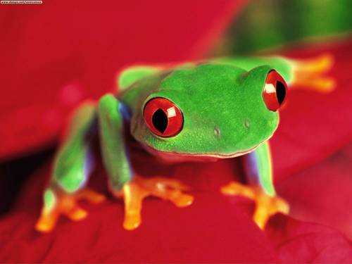  red eyed pohon frogs