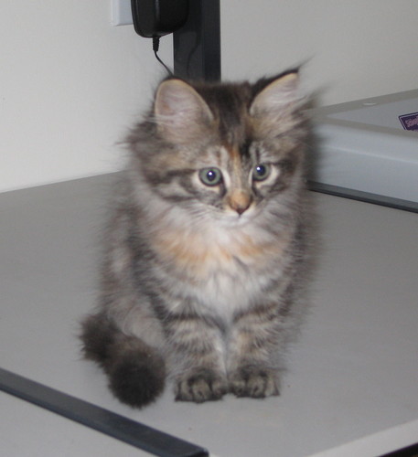  Keesa, My Kitten (She is a bit big, her breed is 2nd biggest domestic breed!)