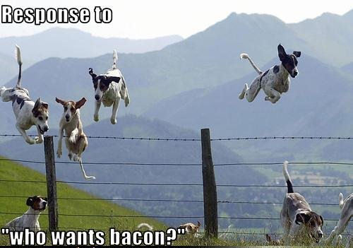  Who wants bacon ?
